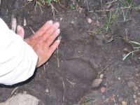 Bear Track